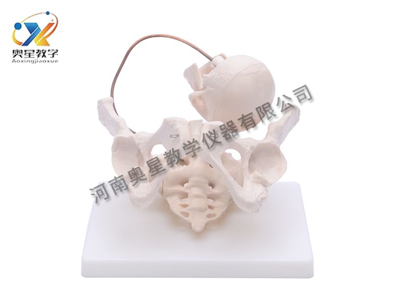助產(chǎn)示教模型